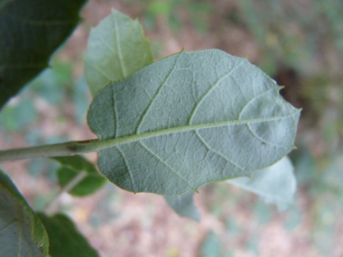 Verso de la feuille blanchâtre. Agrandir dans une nouvelle fenêtre ou onglet)